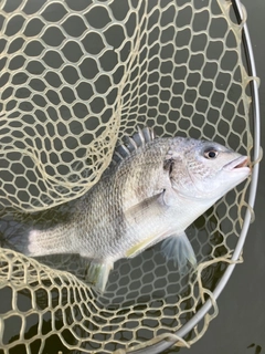 キビレの釣果