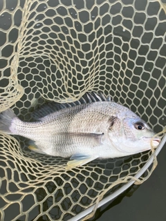キビレの釣果