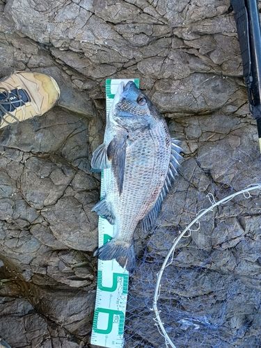 オナガグレの釣果