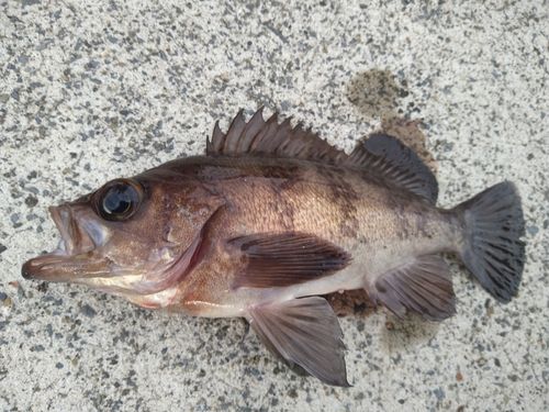メバルの釣果