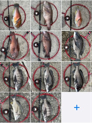 チヌの釣果