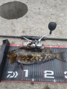 アイナメの釣果