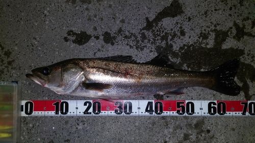 シーバスの釣果