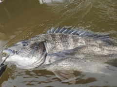 チヌの釣果