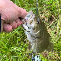 スモールマウスバス