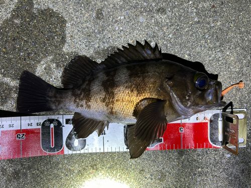 メバルの釣果