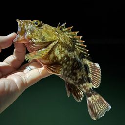 カサゴ