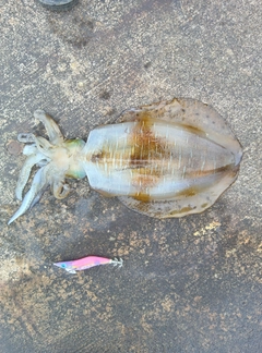アオリイカの釣果