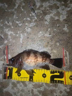 メバルの釣果