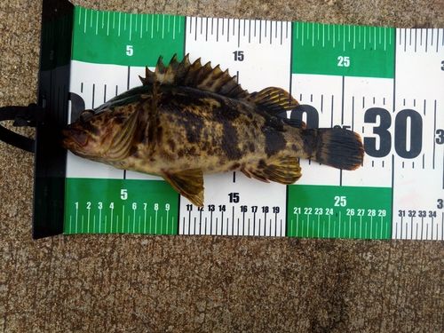 アイナメの釣果