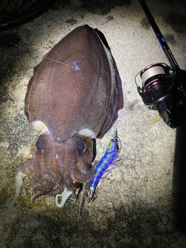 イカの釣果