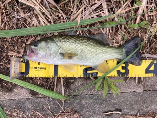ラージマウスバスの釣果