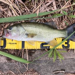 ラージマウスバス