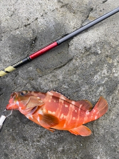 アカハタの釣果