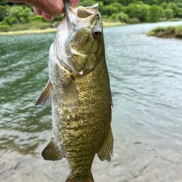 スモールマウスバス