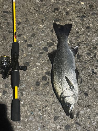 ヒラスズキの釣果