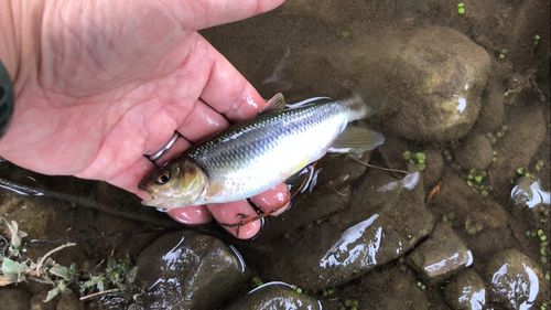 カワムツの釣果