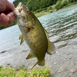 スモールマウスバス