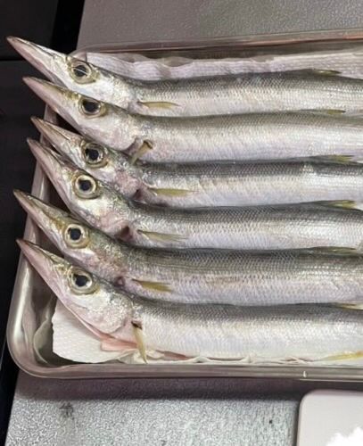 カマスの釣果