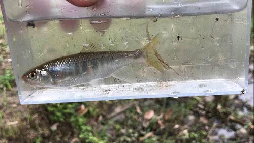 オイカワの釣果