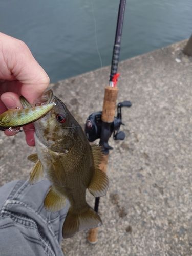 スモールマウスバスの釣果