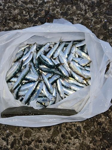 マイワシの釣果