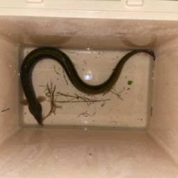 ウナギ