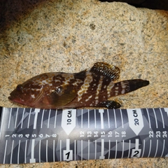 アコウの釣果