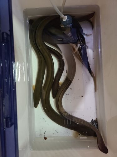 ウナギの釣果