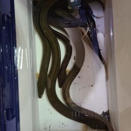 ウナギ