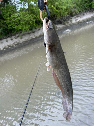 マナマズの釣果