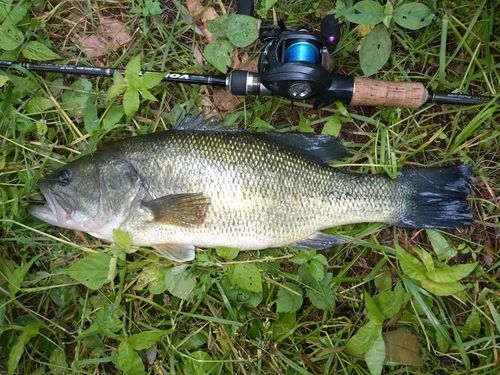 ラージマウスバスの釣果