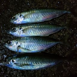 アジ