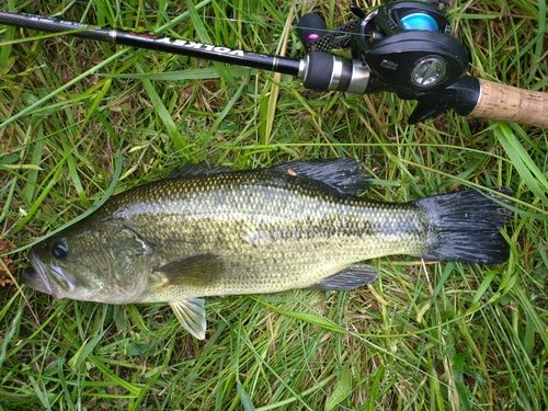 ラージマウスバスの釣果