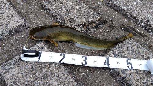 ニホンナマズの釣果
