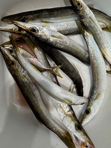 アカカマス