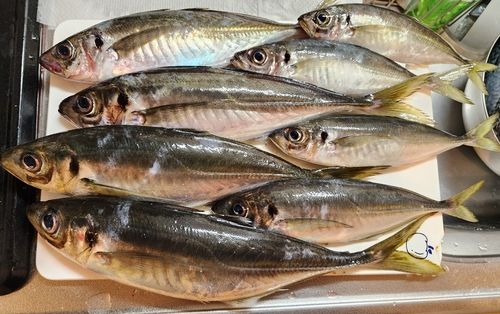 マアジの釣果