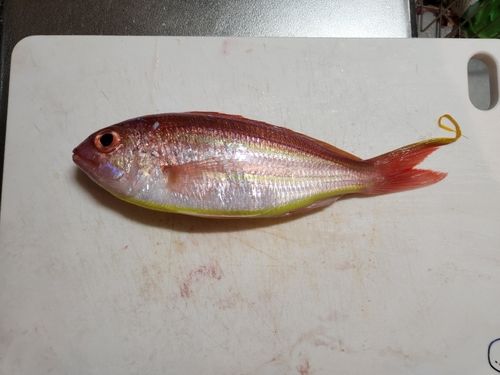 ソコイトヨリの釣果