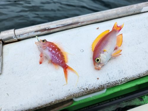シキシマハナダイの釣果