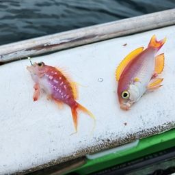 シキシマハナダイ