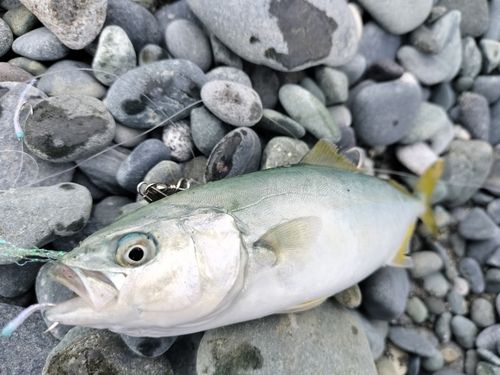 ワカシの釣果