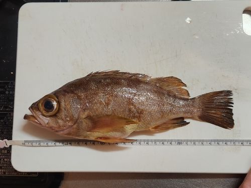 アカメバルの釣果