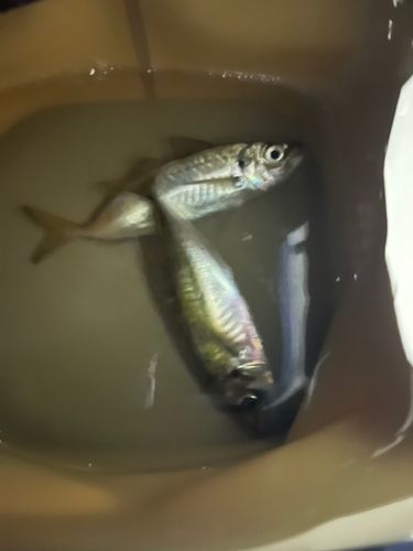 マアジの釣果