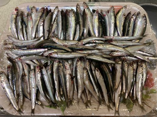 カタクチイワシの釣果