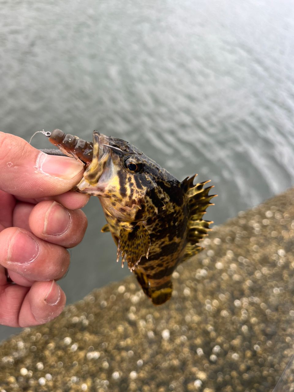 タケノコメバル