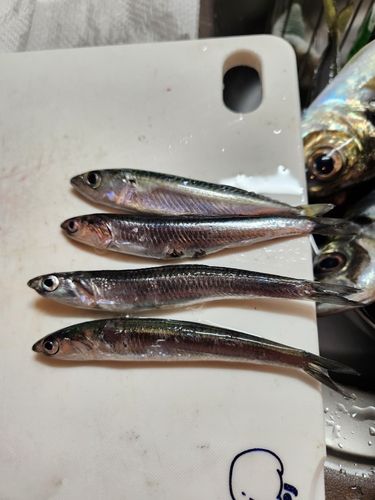 カタクチイワシの釣果