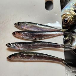 カタクチイワシ