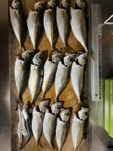 アジの釣果