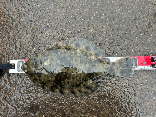 アイナメの釣果