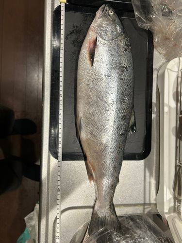 サクラマスの釣果